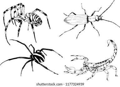 vector drawings sketches different insects bugs Scorpions spiders drawn in ink by hand , objects with no background