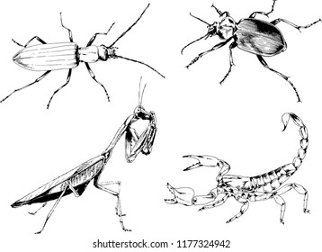 vector drawings sketches different insects bugs Scorpions spiders drawn in ink by hand , objects with no background