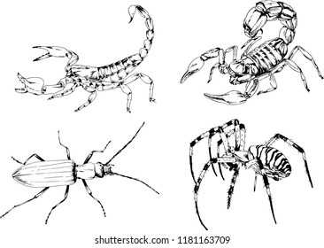 vector drawings sketches different insects bugs Scorpions spiders drawn in ink by hand , objects with no background