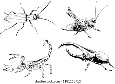 vector drawings sketches different insects bugs Scorpions spiders drawn in ink by hand , objects with no background