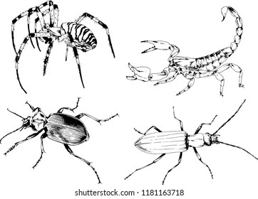 vector drawings sketches different insects bugs Scorpions spiders drawn in ink by hand , objects with no background