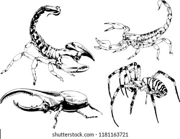vector drawings sketches different insects bugs Scorpions spiders drawn in ink by hand , objects with no background