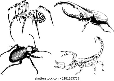 vector drawings sketches different insects bugs Scorpions spiders drawn in ink by hand , objects with no background