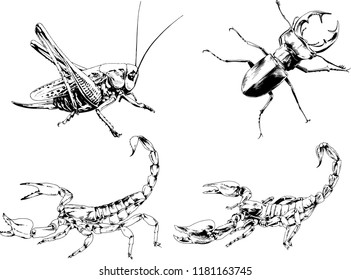 vector drawings sketches different insects bugs Scorpions spiders drawn in ink by hand , objects with no background