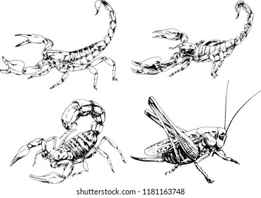 vector drawings sketches different insects bugs Scorpions spiders drawn in ink by hand , objects with no background