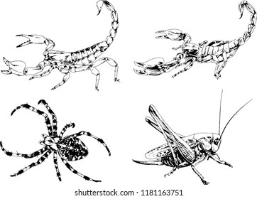 vector drawings sketches different insects bugs Scorpions spiders drawn in ink by hand , objects with no background