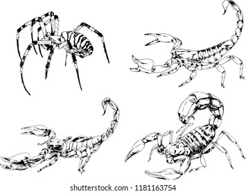 vector drawings sketches different insects bugs Scorpions spiders drawn in ink by hand , objects with no background