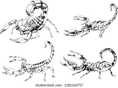 vector drawings sketches different insects bugs Scorpions spiders drawn in ink by hand , objects with no background