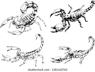 vector drawings sketches different insects bugs Scorpions spiders drawn in ink by hand , objects with no background