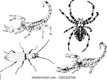 vector drawings sketches different insects bugs Scorpions spiders drawn in ink by hand , objects with no background