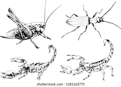 vector drawings sketches different insects bugs Scorpions spiders drawn in ink by hand , objects with no background