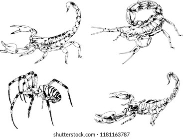 vector drawings sketches different insects bugs Scorpions spiders drawn in ink by hand , objects with no background