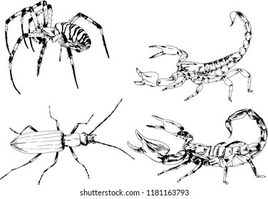 vector drawings sketches different insects bugs Scorpions spiders drawn in ink by hand , objects with no background