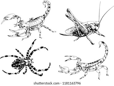 vector drawings sketches different insects bugs Scorpions spiders drawn in ink by hand , objects with no background