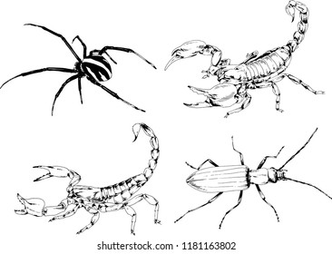 vector drawings sketches different insects bugs Scorpions spiders drawn in ink by hand , objects with no background
