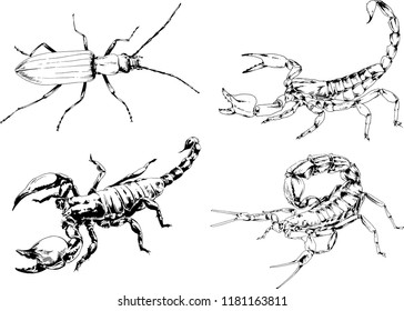vector drawings sketches different insects bugs Scorpions spiders drawn in ink by hand , objects with no background