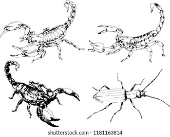 vector drawings sketches different insects bugs Scorpions spiders drawn in ink by hand , objects with no background