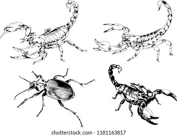 vector drawings sketches different insects bugs Scorpions spiders drawn in ink by hand , objects with no background