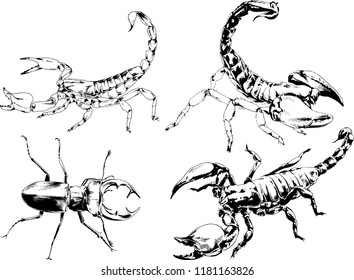 vector drawings sketches different insects bugs Scorpions spiders drawn in ink by hand , objects with no background