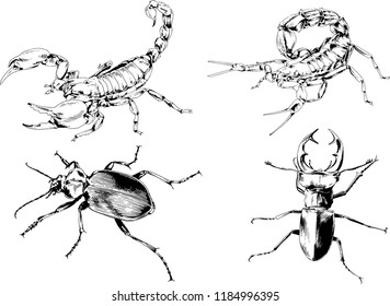 vector drawings sketches different insects bugs Scorpions spiders drawn in ink by hand , objects with no background