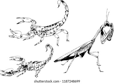 vector drawings sketches different insects bugs Scorpions spiders drawn in ink by hand , objects with no background