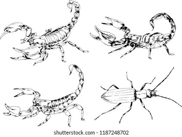 vector drawings sketches different insects bugs Scorpions spiders drawn in ink by hand , objects with no background