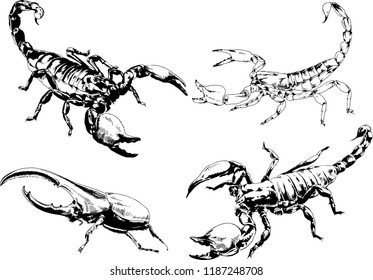 vector drawings sketches different insects bugs Scorpions spiders drawn in ink by hand , objects with no background