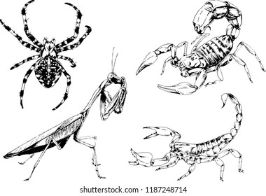 vector drawings sketches different insects bugs Scorpions spiders drawn in ink by hand , objects with no background