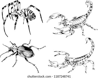 vector drawings sketches different insects bugs Scorpions spiders drawn in ink by hand , objects with no background