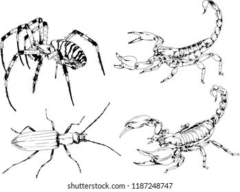 vector drawings sketches different insects bugs Scorpions spiders drawn in ink by hand , objects with no background