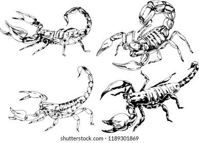 vector drawings sketches different insects bugs Scorpions spiders drawn in ink by hand , objects with no background