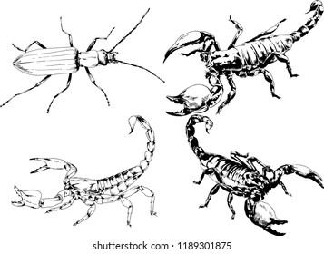 vector drawings sketches different insects bugs Scorpions spiders drawn in ink by hand , objects with no background