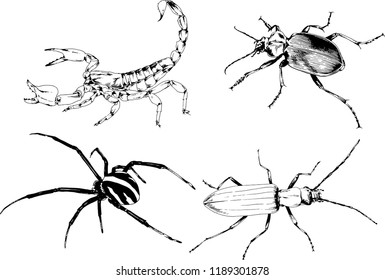 vector drawings sketches different insects bugs Scorpions spiders drawn in ink by hand , objects with no background