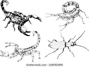 vector drawings sketches different insects bugs Scorpions spiders drawn in ink by hand , objects with no background