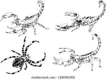 vector drawings sketches different insects bugs Scorpions spiders drawn in ink by hand , objects with no background