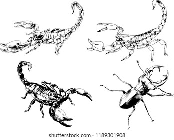 vector drawings sketches different insects bugs Scorpions spiders drawn in ink by hand , objects with no background