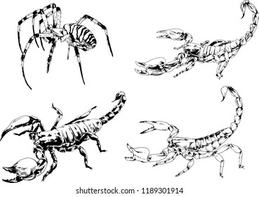vector drawings sketches different insects bugs Scorpions spiders drawn in ink by hand , objects with no background
