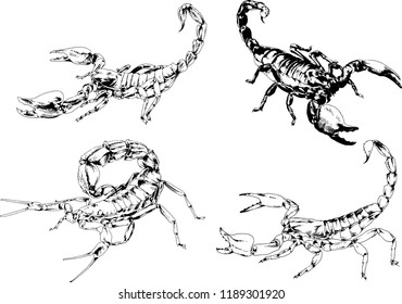 vector drawings sketches different insects bugs Scorpions spiders drawn in ink by hand , objects with no background