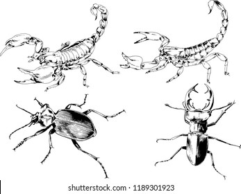 vector drawings sketches different insects bugs Scorpions spiders drawn in ink by hand , objects with no background