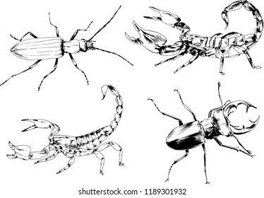 vector drawings sketches different insects bugs Scorpions spiders drawn in ink by hand , objects with no background