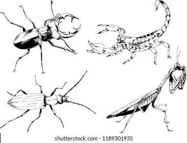 vector drawings sketches different insects bugs Scorpions spiders drawn in ink by hand , objects with no background