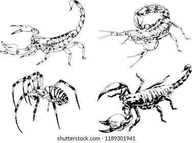 vector drawings sketches different insects bugs Scorpions spiders drawn in ink by hand , objects with no background