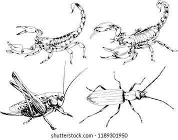 vector drawings sketches different insects bugs Scorpions spiders drawn in ink by hand , objects with no background