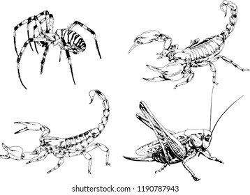 vector drawings sketches different insects bugs Scorpions spiders drawn in ink by hand , objects with no background
