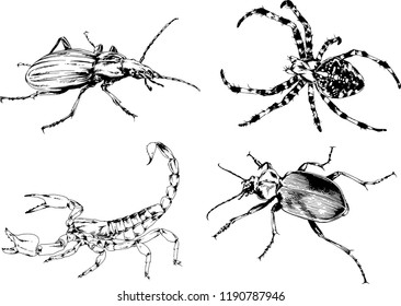 vector drawings sketches different insects bugs Scorpions spiders drawn in ink by hand , objects with no background