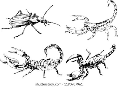 vector drawings sketches different insects bugs Scorpions spiders drawn in ink by hand , objects with no background