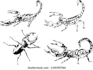 vector drawings sketches different insects bugs Scorpions spiders drawn in ink by hand , objects with no background