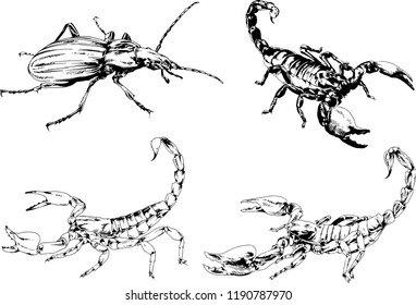 vector drawings sketches different insects bugs Scorpions spiders drawn in ink by hand , objects with no background