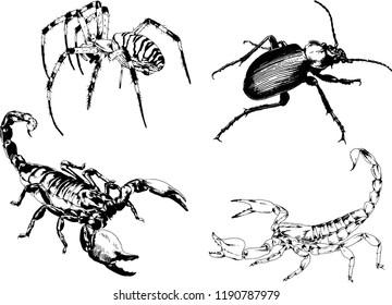 vector drawings sketches different insects bugs Scorpions spiders drawn in ink by hand , objects with no background