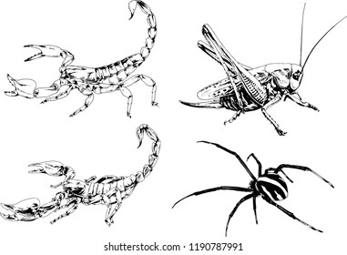 vector drawings sketches different insects bugs Scorpions spiders drawn in ink by hand , objects with no background